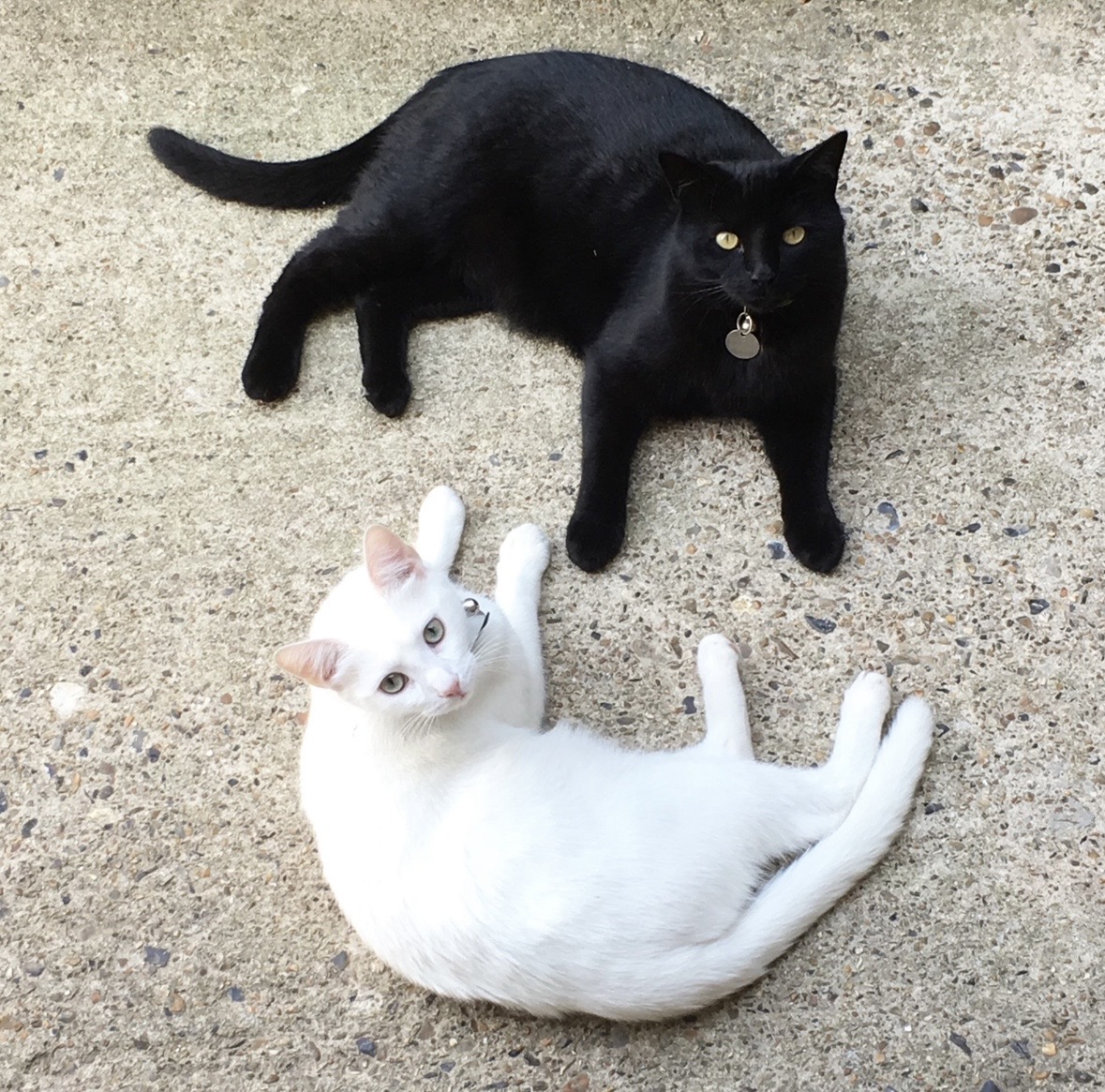 a black and white cat laying on the floor